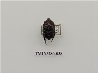 藏品(東方白點花金龜)的圖片